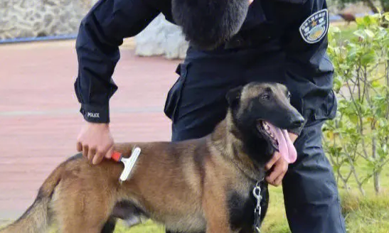  警犬和军犬的区别是啥？一分钟陪你掌握二者区别