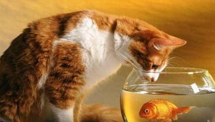 揭秘猫咪为什么喜欢吃鱼？