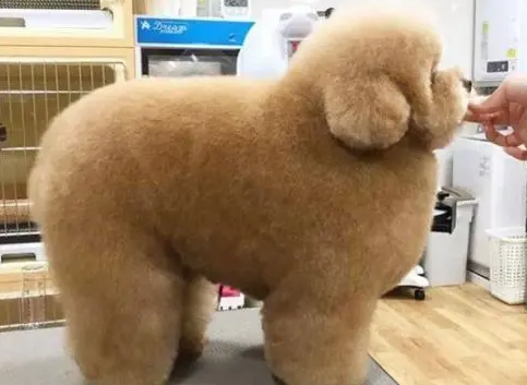 贵宾犬养得好不好，看这几个部位就一目了然