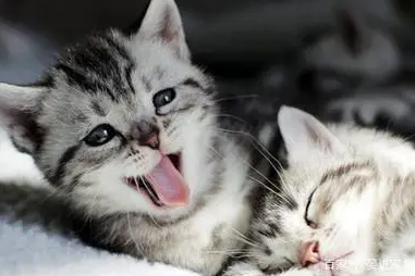 猫咪为什么想咬别的猫咪呢