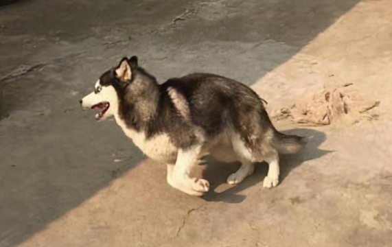 哈士奇看到一头猪时过于热情,随后却有点看不懂了:什么操作啊 哈士奇看到一头猪时过于热情,随后却有点看不懂了:什么操作啊