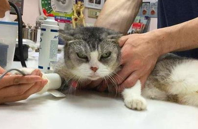 猫咪常见病的输液疗法,养宠必看! 猫咪常见病的输液疗法,养宠必看!