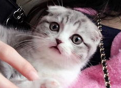 折耳猫的繁殖需要注意什么哪些事情？铲屎官来看看吧