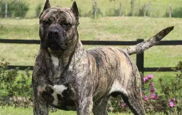 出色的7种“护卫犬”，家中养一只，不害怕窃贼会进家！
