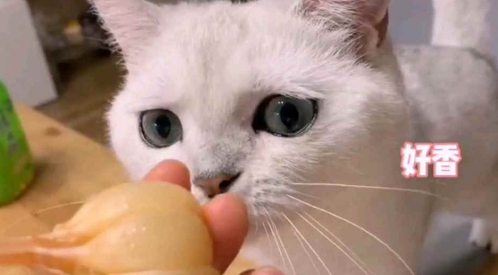 猫咪七七叫奶奶是真的吗