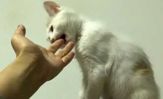 训练猫咪不咬人方法，学几招纠正它的坏习惯！