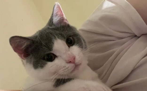 猫咪疫苗“猫三联” 究竟应该如何打? 猫咪疫苗“猫三联” 究竟应该如何打?