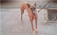 山东长毛细犬详细特征
