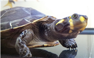 黄头侧颈龟能长多大？