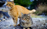 猫咪不让抱但是又来蹭我