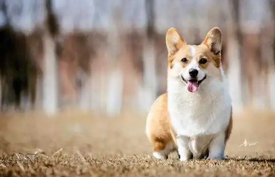 看家护院最好的小型犬