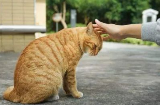 猫咪为什么突然很冷淡了 猫咪为什么突然很冷淡了