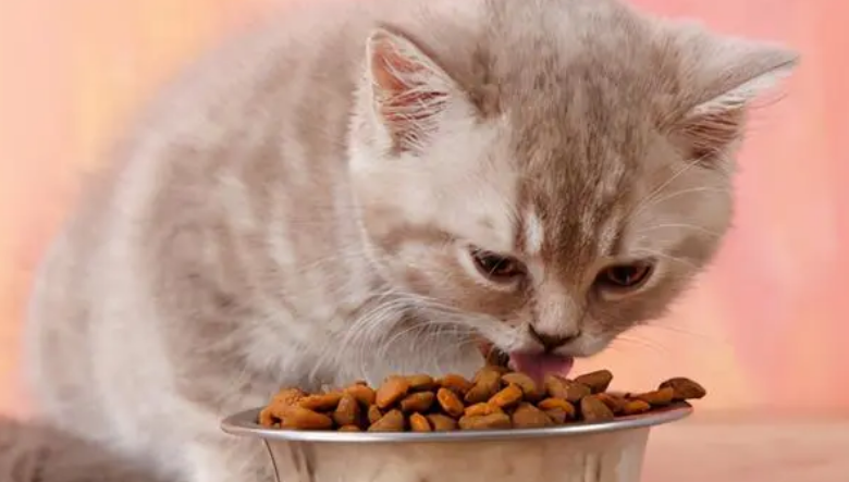 如何解决猫咪异常摄食？让猫咪养成好习惯！