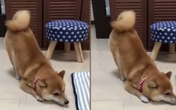 狗狗痛疼的3种主要表现，千万不要忽略！