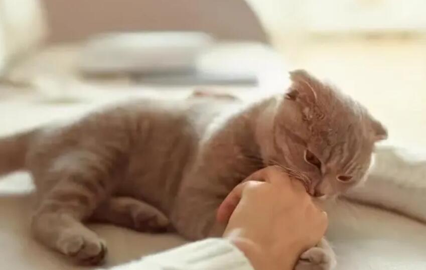 猫咪在家会咬人吗为什么呢 猫咪在家会咬人吗为什么呢