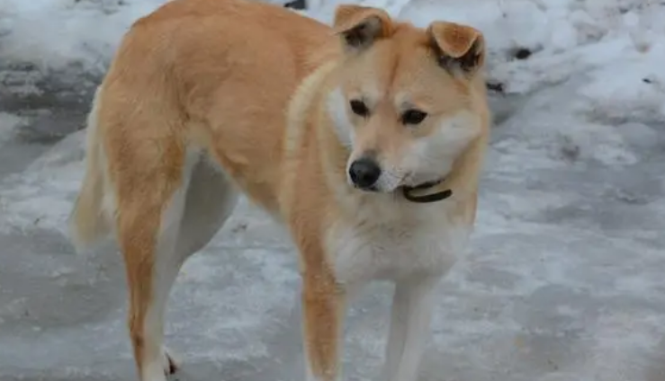 最纯种中华田园犬