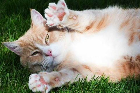春季猫咪常见的疾病处理，你都做对了吗?