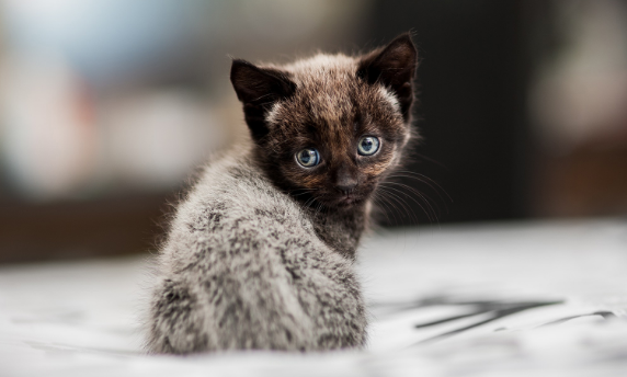 猫咪呕吐物粉红又不像血？这到底是什么？