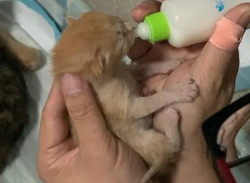 刚养猫咪不拉屎怎么办? 刚养猫咪不拉屎怎么办?