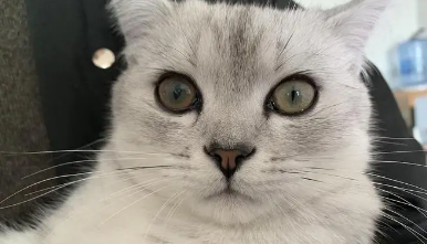 猫咪突然呼吸急促、流涎、瞳孔变大该怎么办？