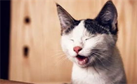 如何教育猫咪？用什么方法来制止猫咪的恶劣行为？