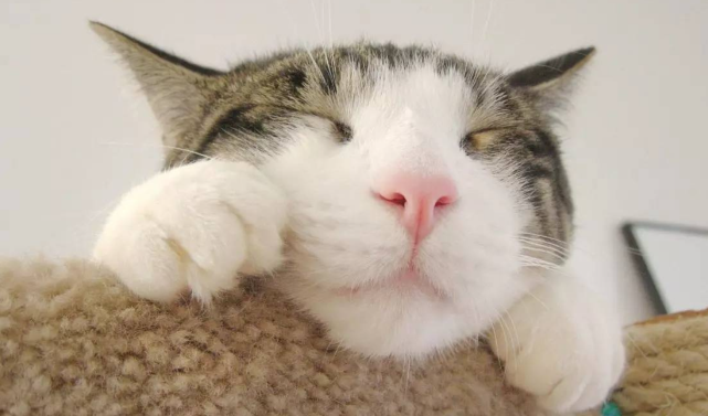 猫咪泪痕是怎么引起的?猫咪有泪痕是什么原因导致的? 猫咪泪痕是怎么引起的?猫咪有泪痕是什么原因导致的?