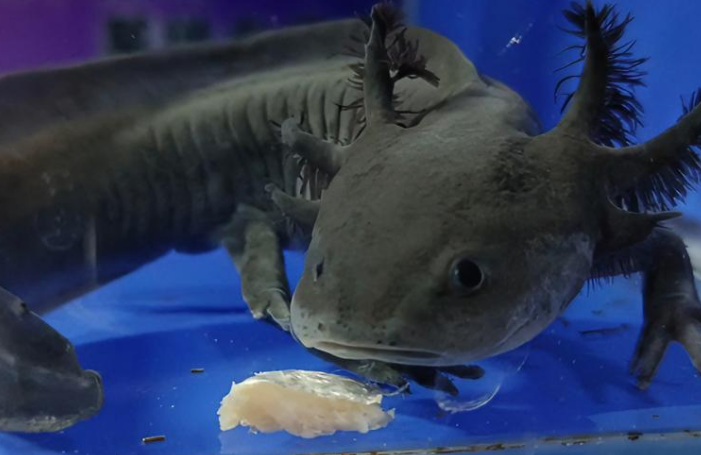 六角龙鱼正确的喂食方法 六角龙鱼正确的喂食方法
