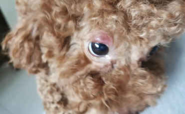 狗狗眼睛肿了怎么办啊? 狗狗眼睛肿了怎么办啊?