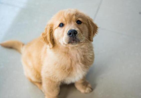 选择合适自身的幼犬很关键，挑选小技巧