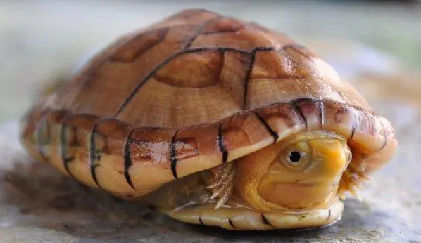 白唇蛋龟长大了什么样子