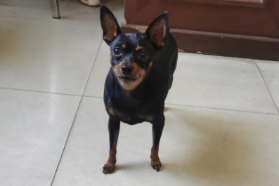 小鹿犬能听懂人话吗