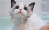 给宠物猫洗澡用什么洗
