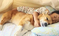 为什么狗狗想妈咪呢