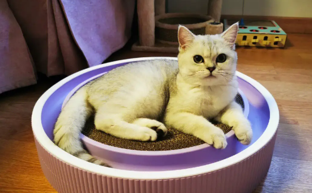 猫咪不由自主发抖，有可能是因为疾病引起的？