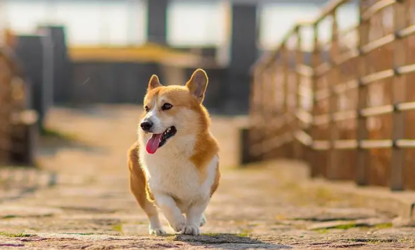 每日了解:犬疱疹病毒的诊断要点 每日了解:犬疱疹病毒的诊断要点