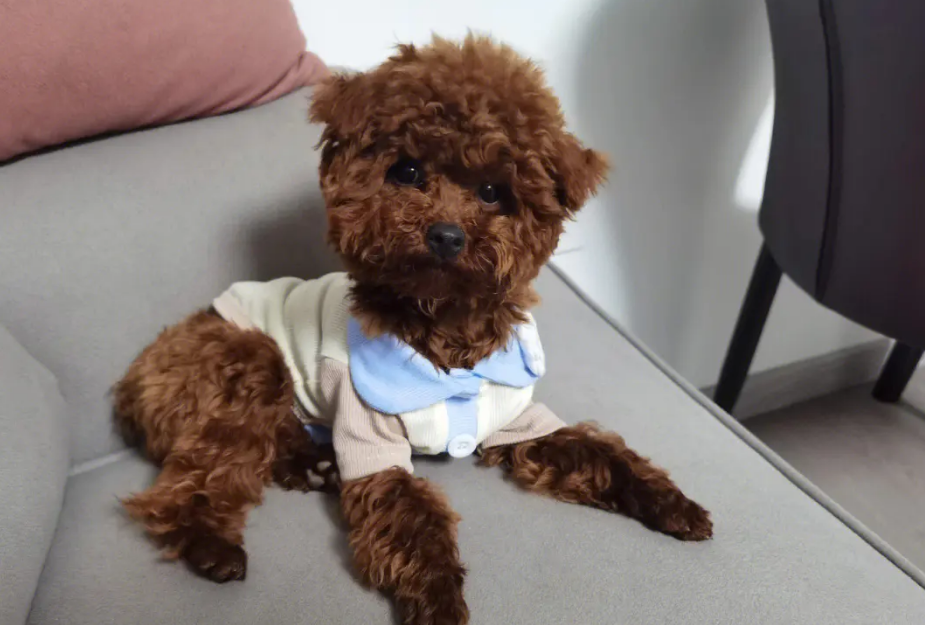 葡萄牙水犬与黑色泰迪