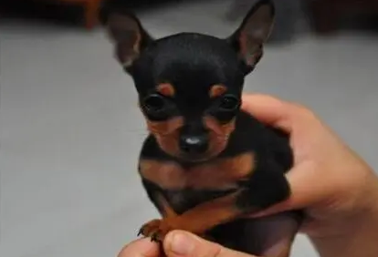 小鹿犬黑色贵还是红色贵