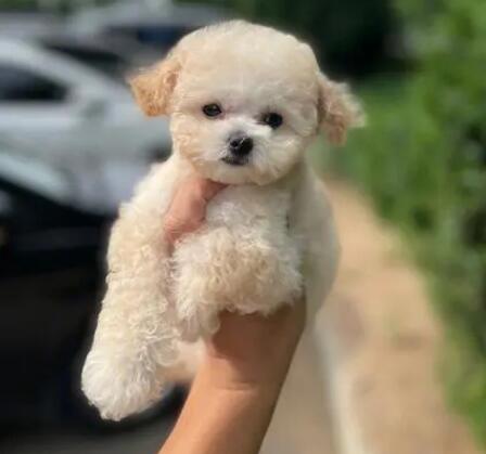  小泰迪吃幼犬吃啥狗粮好