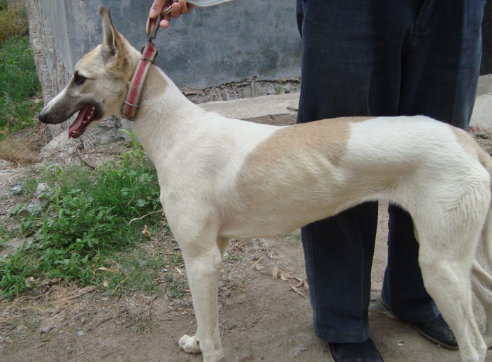 格力犬怎么训练抓兔子