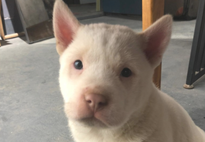 怎么训练小下司猎犬,下司犬训练猎捕方法!