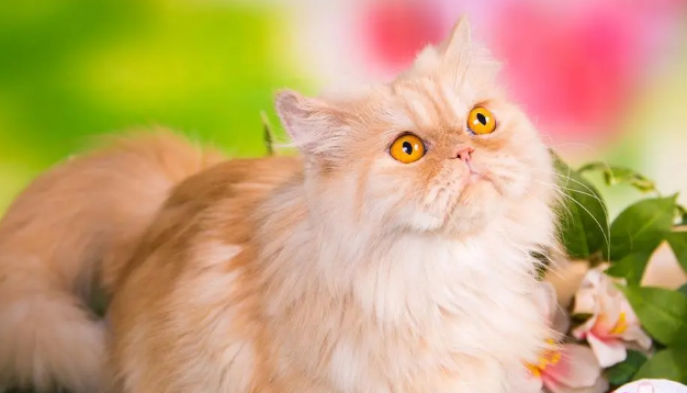 给波斯猫训练用什么态度对待训练效果最好？