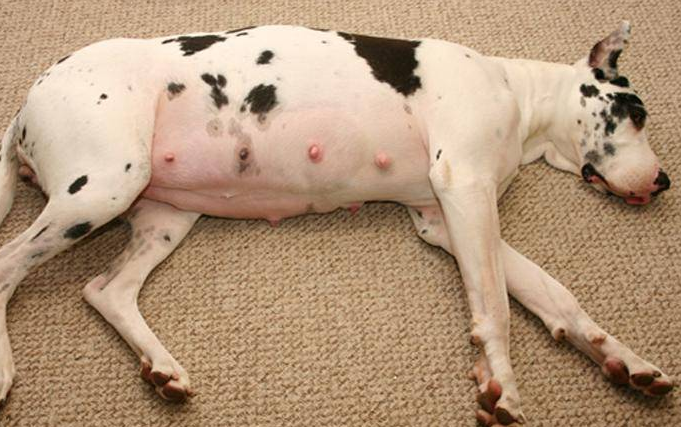 母犬难产怎么办？如何处理难产的狗狗？