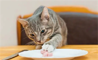 新手养猫要做什么