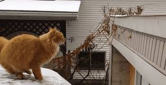 网友一直觉得自己养的是猫,直到它做了这些动作,这莫不是猪…… 网友一直觉得自己养的是猫,直到它做了这些动作,这莫不是猪……