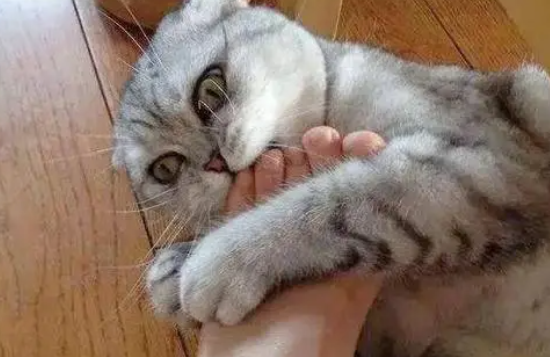 猫咪为什么亲近老人的脚呢