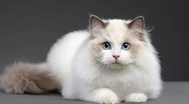 猫舍布偶猫价格 猫舍布偶猫价格