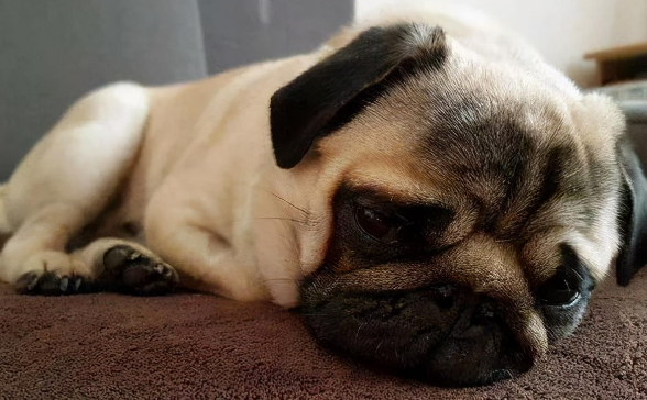 犬瘟热如何治疗呢? 犬瘟热如何治疗呢?