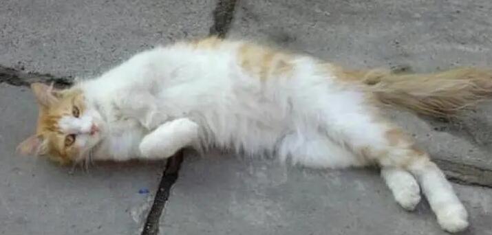 埋小猫的功德和寓意