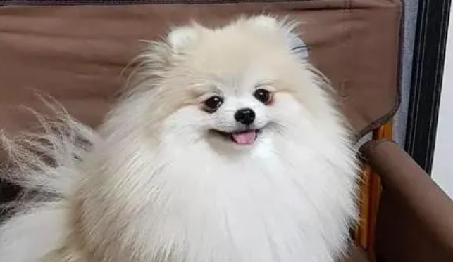 博美幼犬泪痕重是否得病？泪痕重是怎么回事？