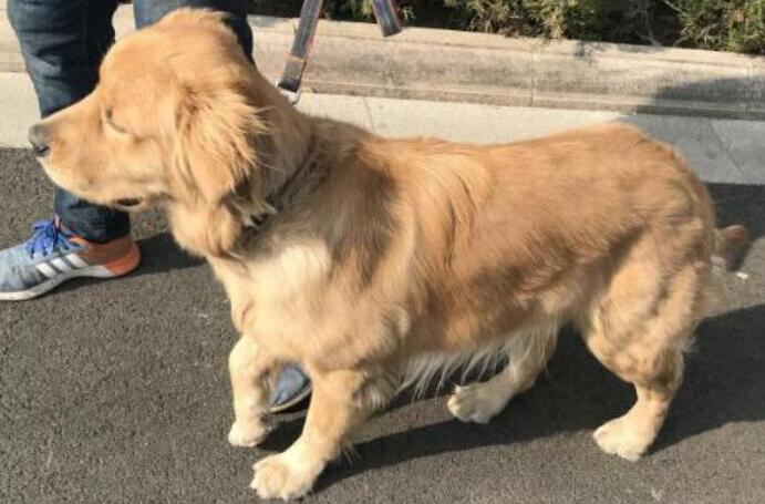狗狗尿急尿频尿不净？原来是这儿发生了难题